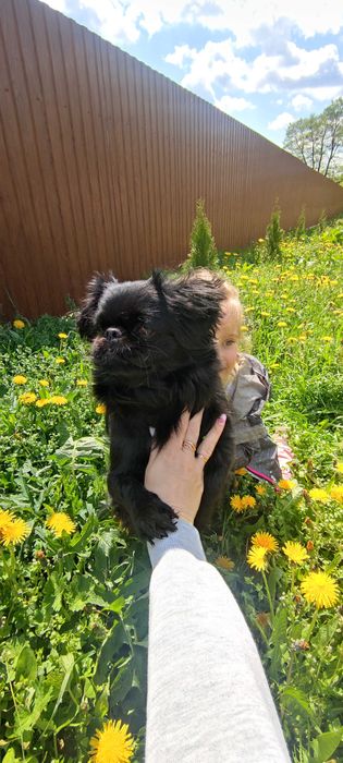 В'язка пекінес дівчинка