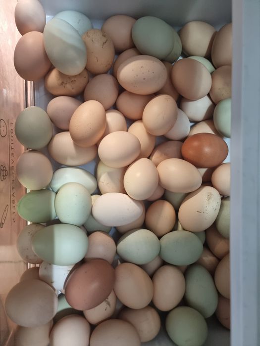 Sprzedam jaja  wiejskie z wolnego wybiegu