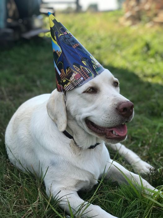 В‘язка лабрадора ретрівера