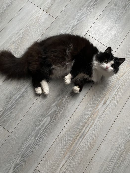 Отдам кошку в добрые хорошие руки