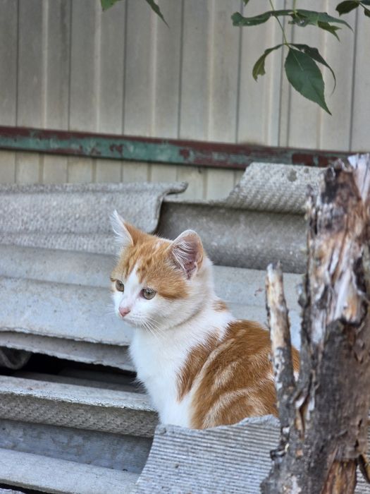 Кошенята у Фастові