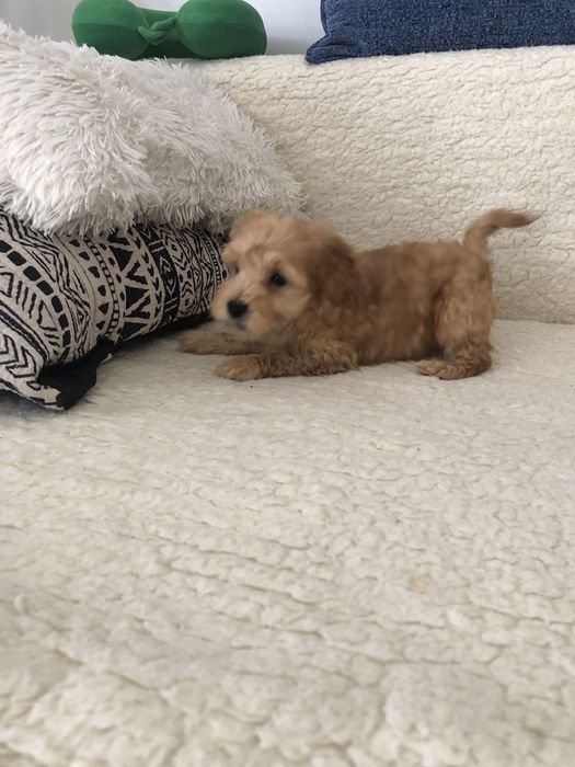 Maltipoo f2 Piesek