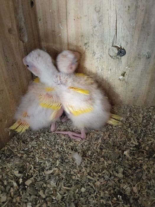 Kakarikis bebés para criar a mão