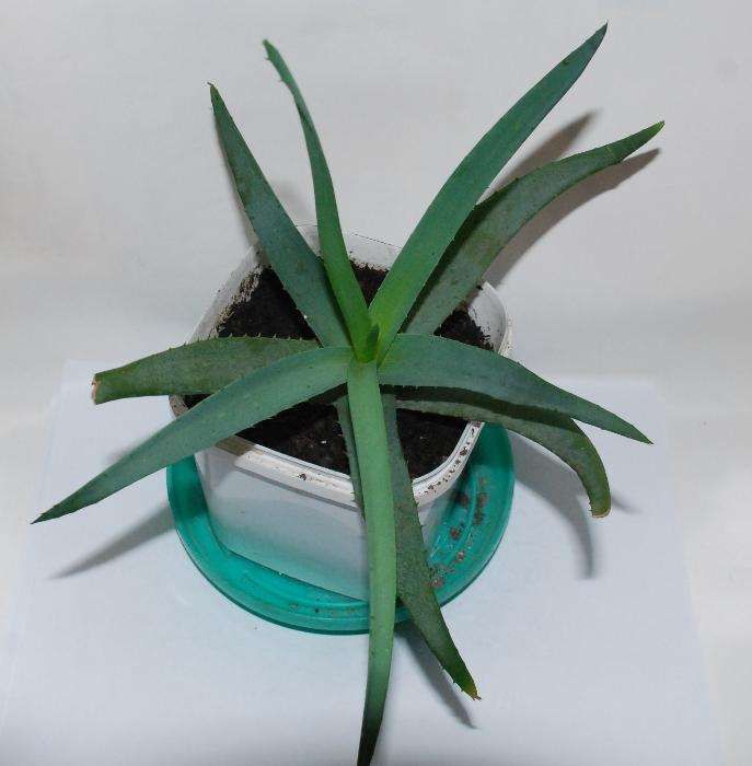 Алоэ Вера или Алоэ настоящее