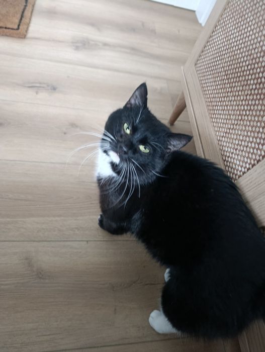 DEMONEK szuka pilnie domu