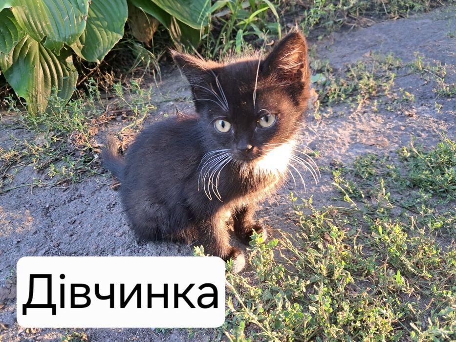 Кошенята в добрі руки