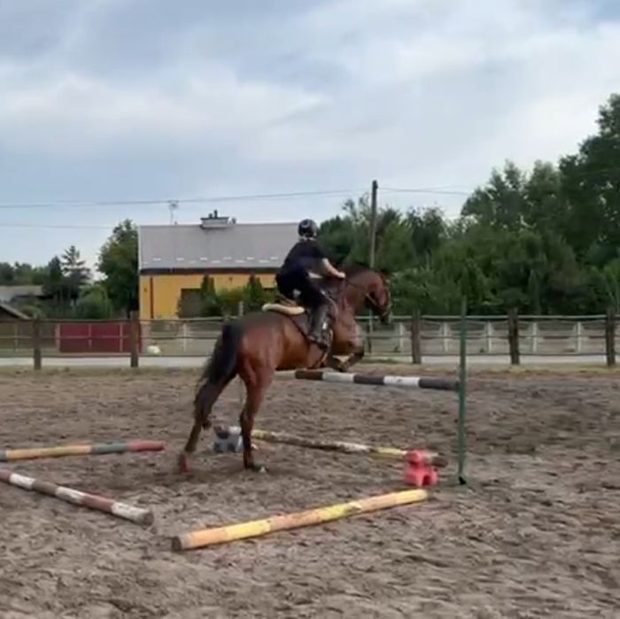 Piękna klacz skokowa