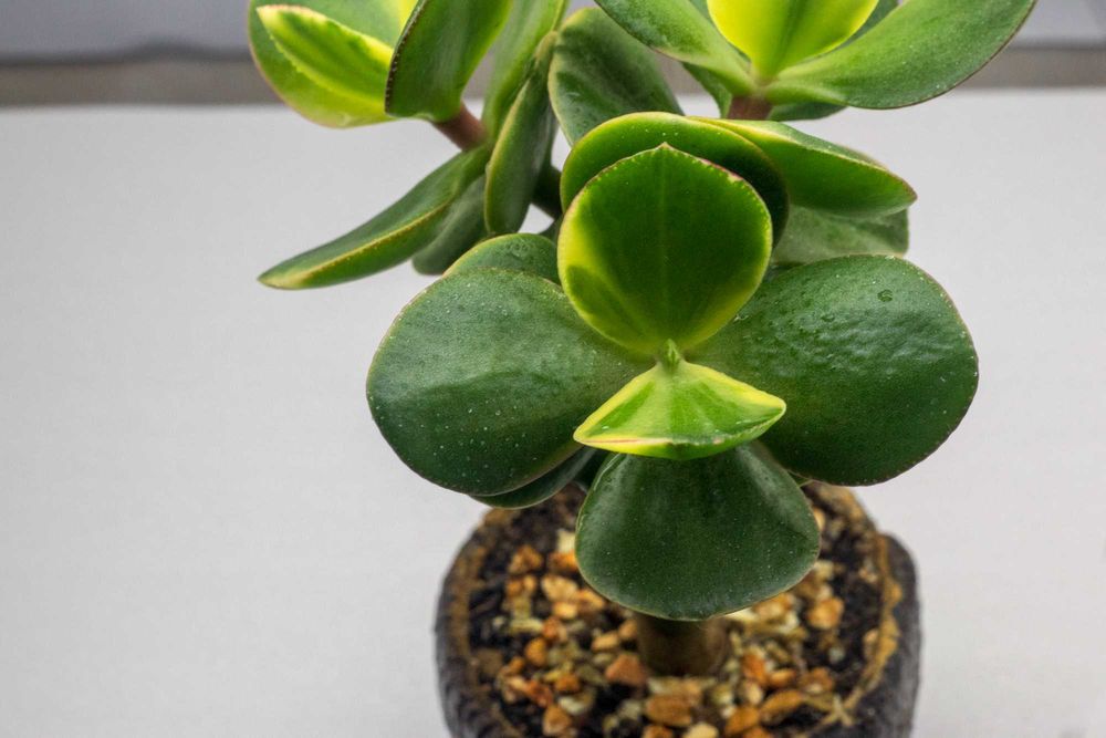 Крассула Кагетсу (Маруба) Нишики и Денежное дерево Возвращение красоты