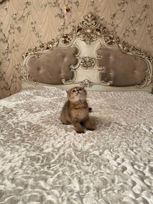 Шотландський висловухий хлопчик золота шиншила; Шотландські кошенята