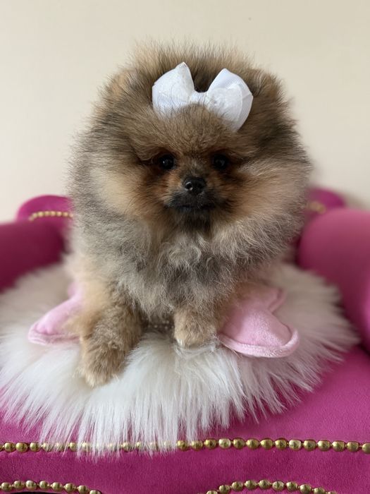 Szpic miniaturowy pomeranian mega miśka FCI cudo