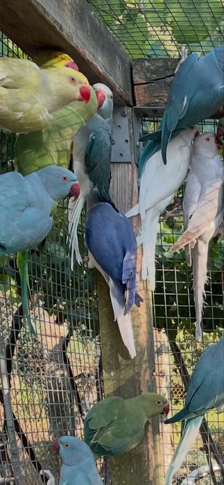 Ring necks novos e adultos