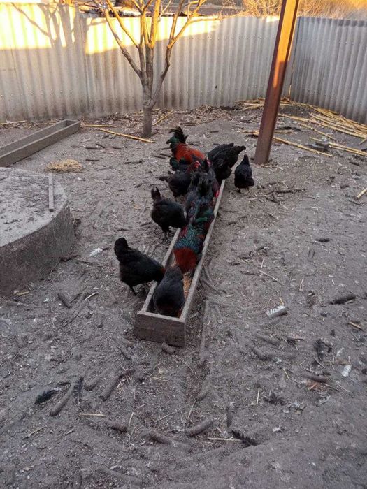 Яйца черно-медного марана