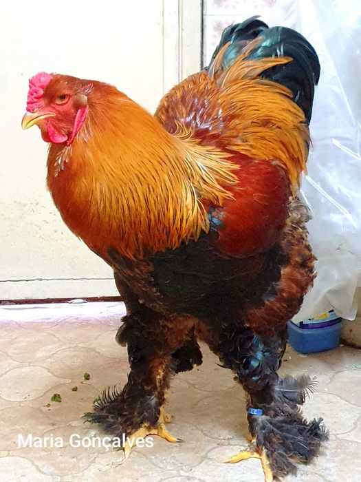 Galinhas brahma perdiz dourada