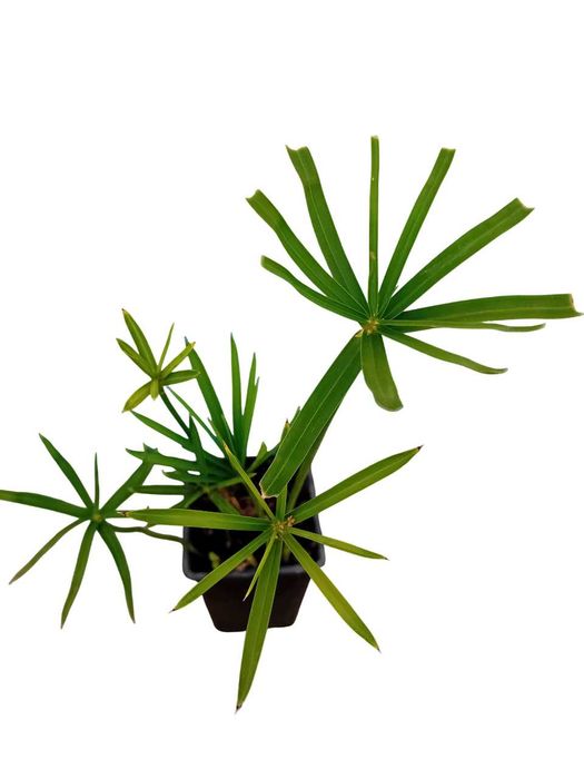 Sombrinha Chinesa / Papiro anao