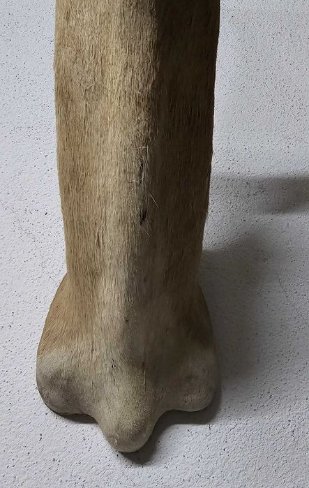 Troféu de Cabra de de Leque