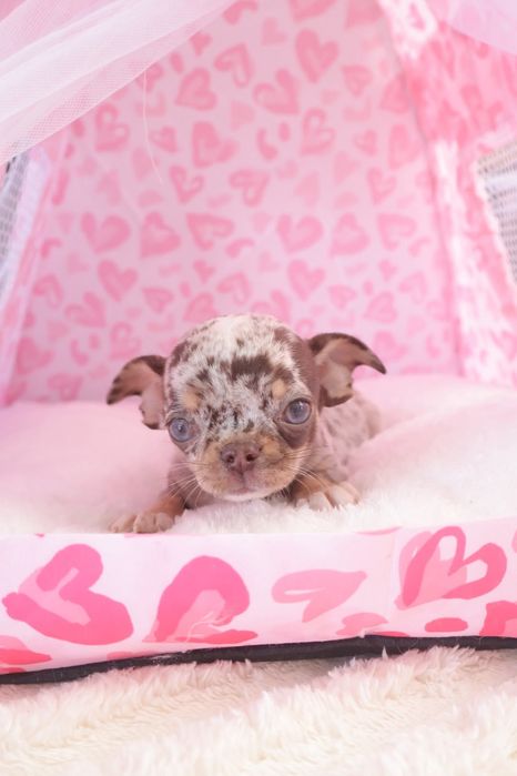 Chihuahua  Super Mini. Menino Chocolate Merle .Cabeça de maçã.Olhos azuis