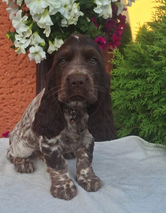 Cocker spaniel angielski- piesek z rodowodem