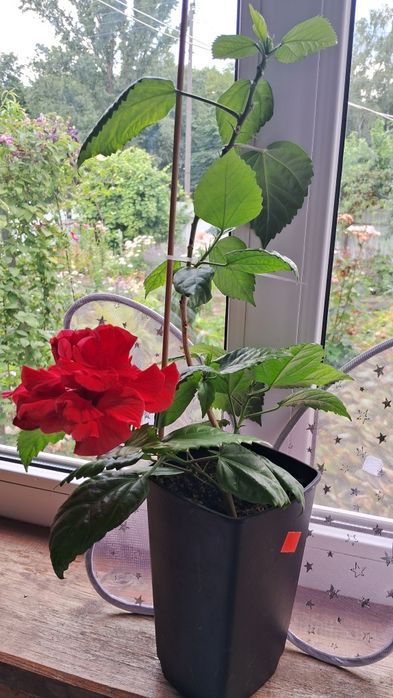 Кімнатний гібіскус махровий китайська роза троянда