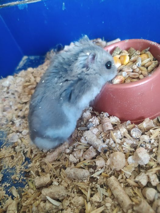 Джунгарский хомяк