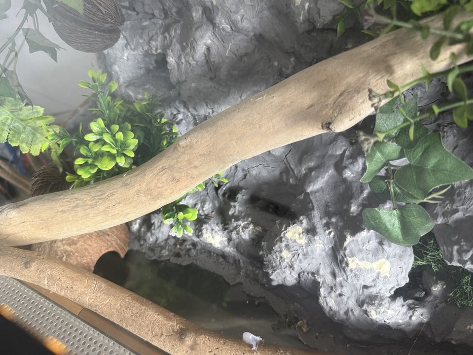 Terrarium dla gekona