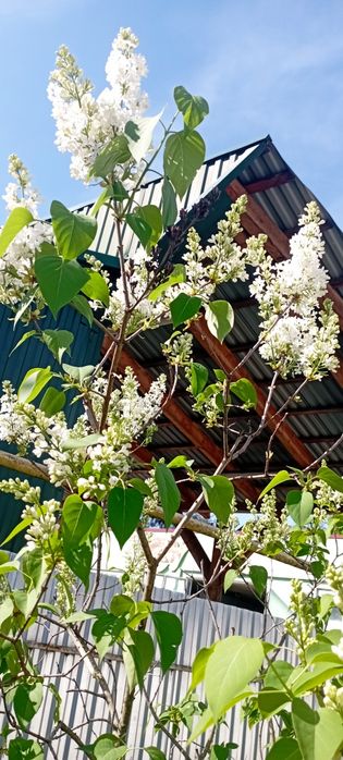 Вартість знижено! Продамо будинок Голубине Закарпаття курорт Поляна