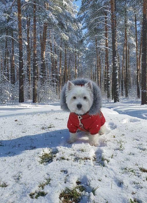Вестик красавчик в'язка