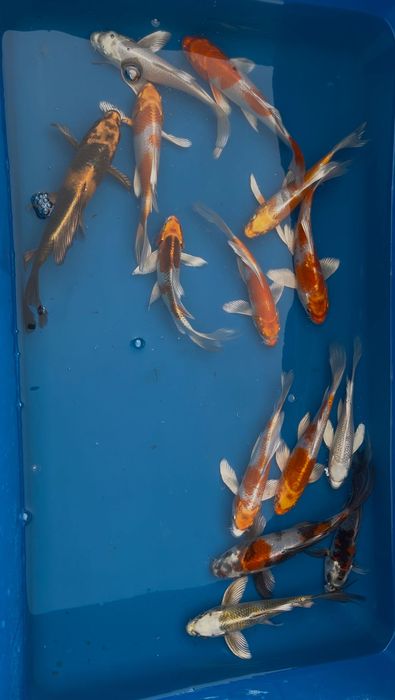 Karpie Koi Butterfly (Long Fin)