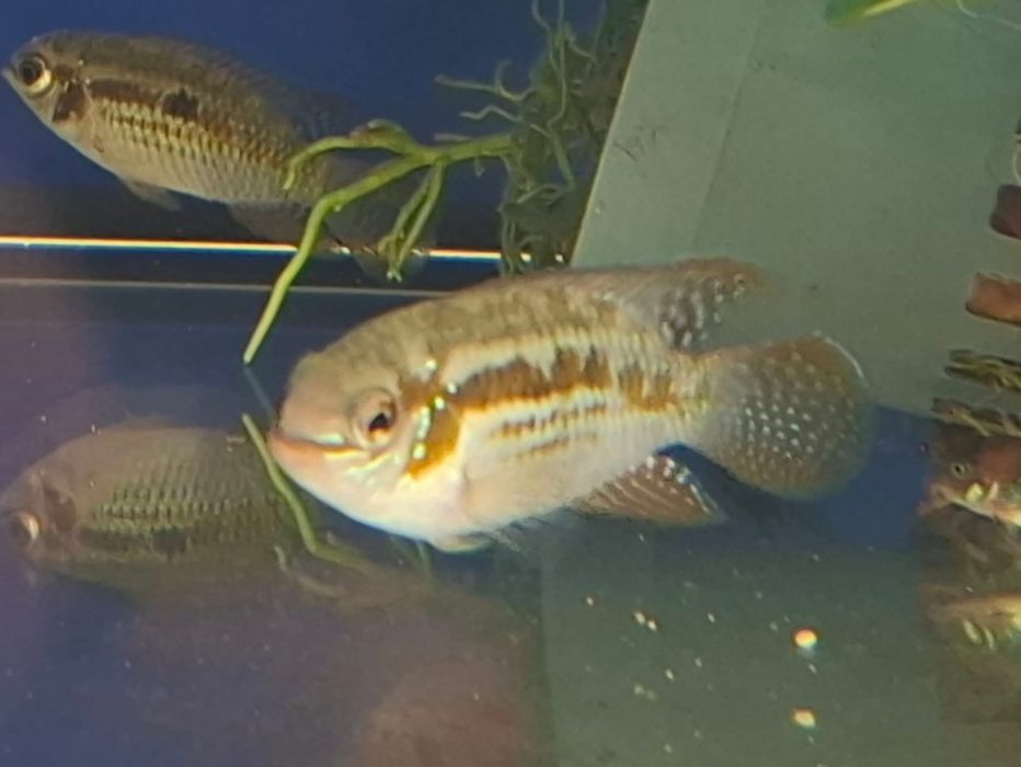 Pielegnica Laetacara  araguaiae  4-5  cm