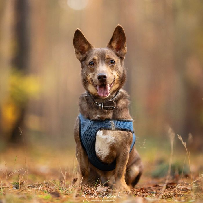 Piękny Waldi czeka na dom...
