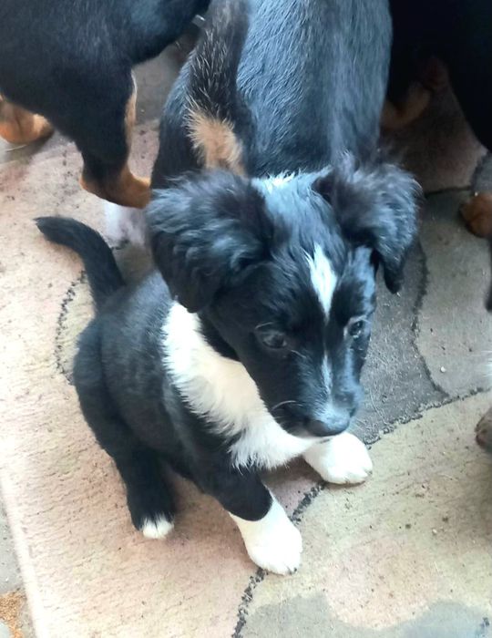 Psie dziecko Bella szuka domu