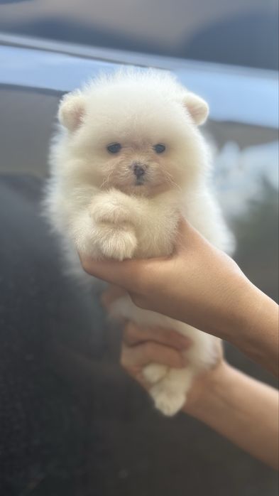 Помераньський шпиць