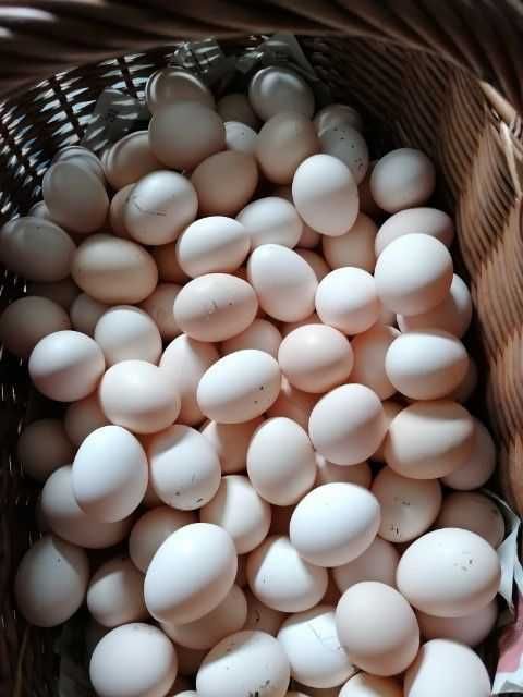 Świeże, wiejskie jaja z wolnego wybiegu 1,30 zł/szt