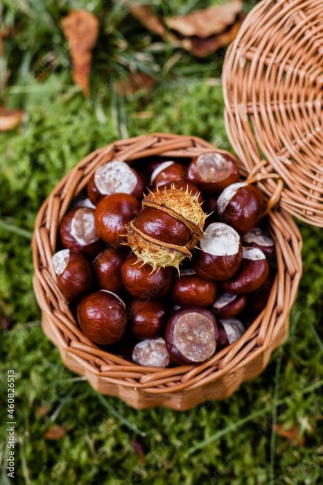 Skup kasztanów świeżych