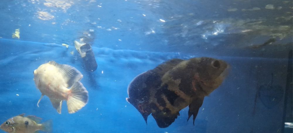 OSCAR para venda em Arrois