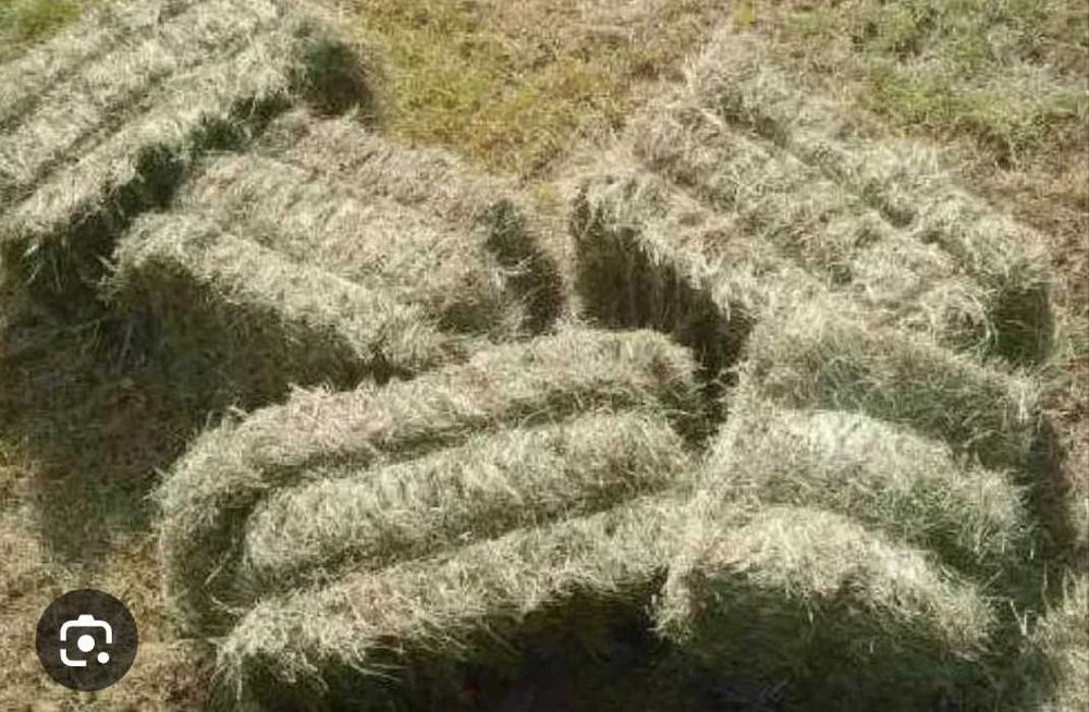 Klacz koniie zrebaki