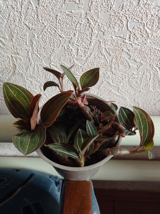 Орхидея Лудизия.