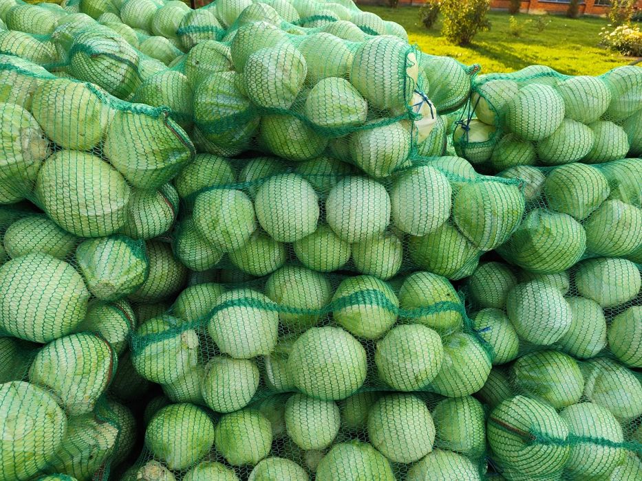 Продам капусту (анкома)