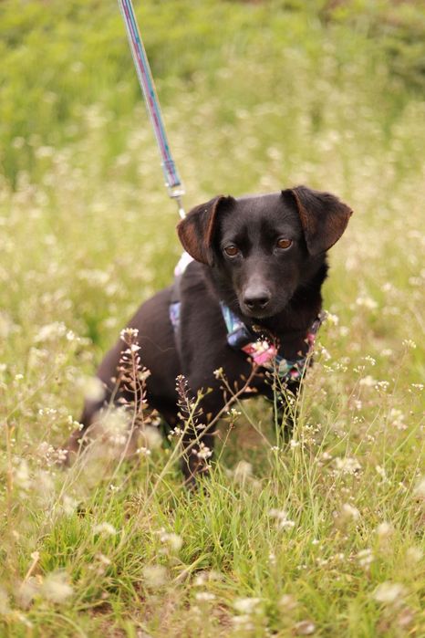 Szukamy domu dla uroczej i młodej suni. Wika czeka ma adopcję