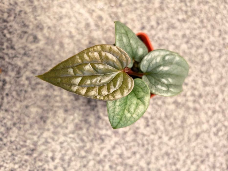Roślina doniczkowa Anthurium luxurians, roślina do uprawy w domu, ozdobna