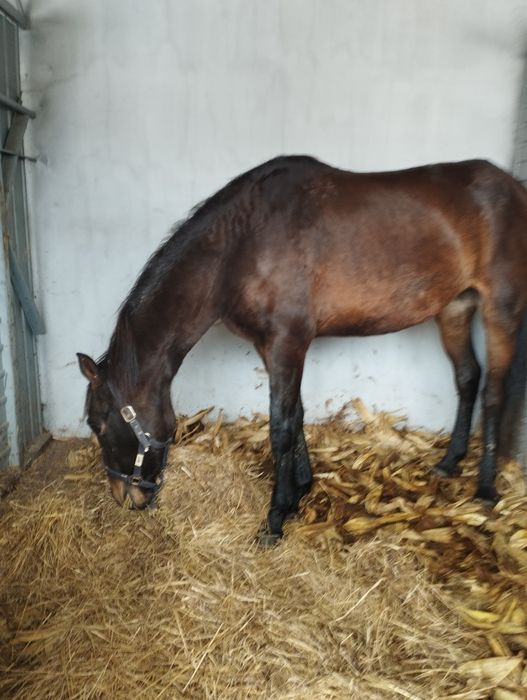 Troco poldra lusitana com livro azul
