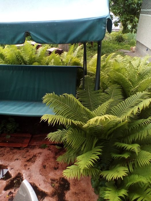 Папороть "Страусине перо",іриси ,хости, самшит, туї, юки, лаванди