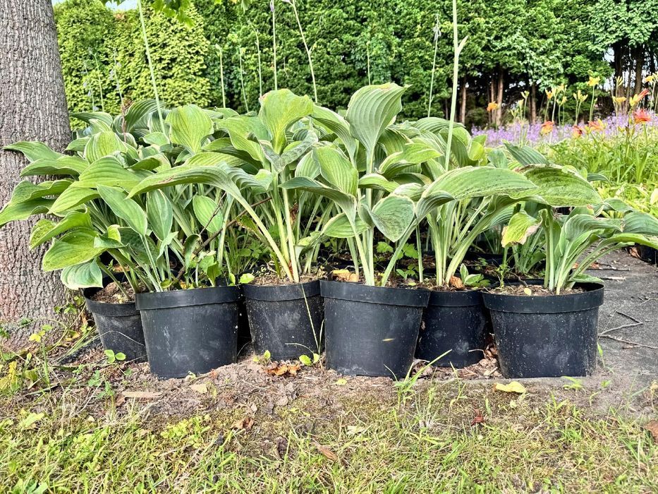 Funkia Hosta 'Regal Splendor' W DONICZCE 5.0L, OGROMNE LIŚCIE