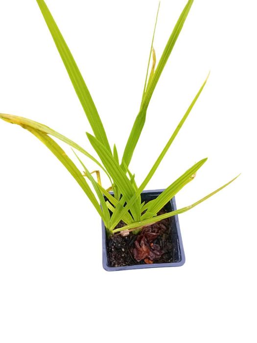 Crocosmia / Montbretia flor cor de laranja