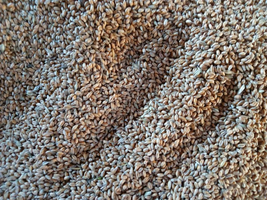 Pszenica ozima euforia