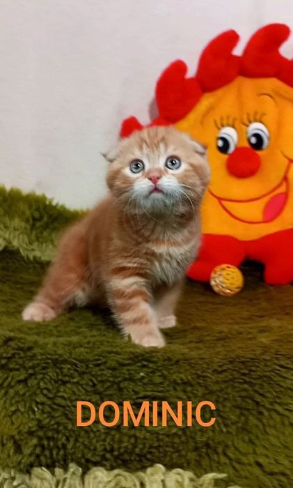 Кошеня : Мармуровий вогник .