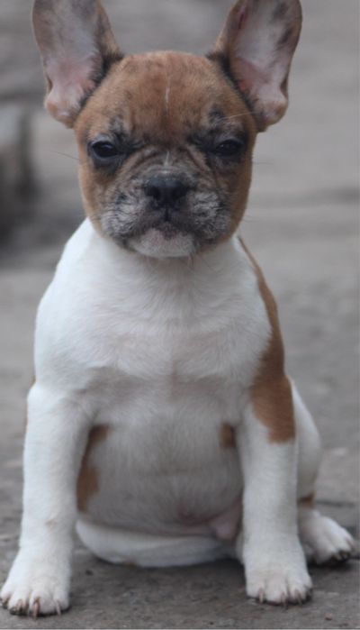 Французький бульдог