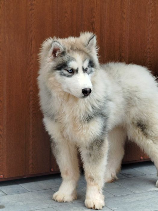 Siberian Husky piesek tel.-575302039
