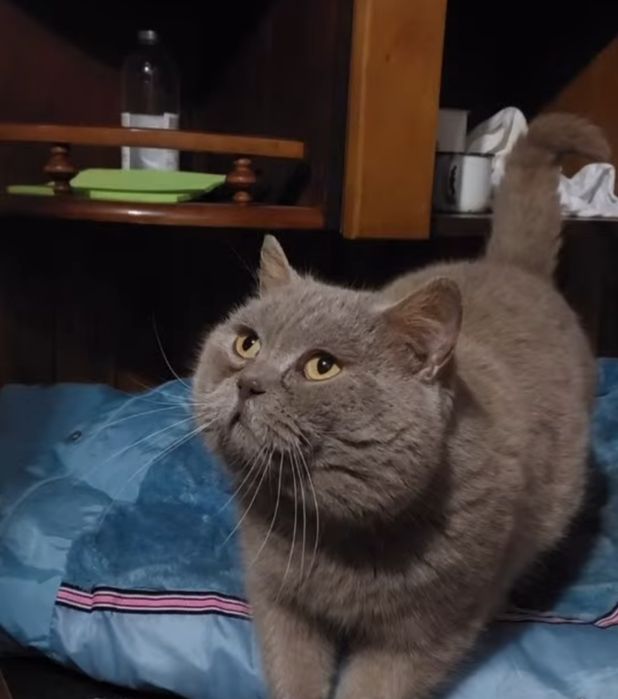 Красунчик британець у добрі руки