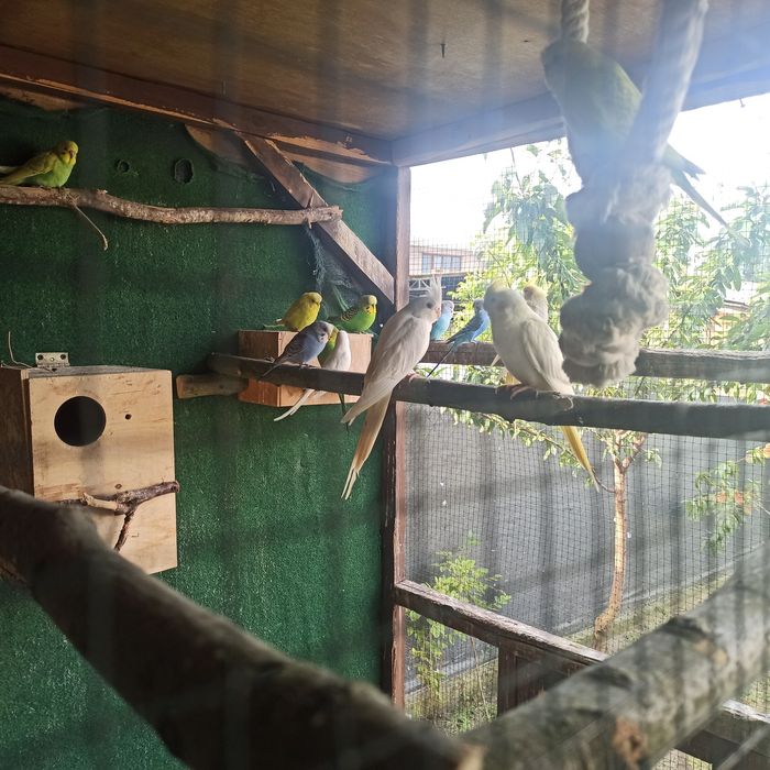 Sprzedam młode papugi nimfy i faliste