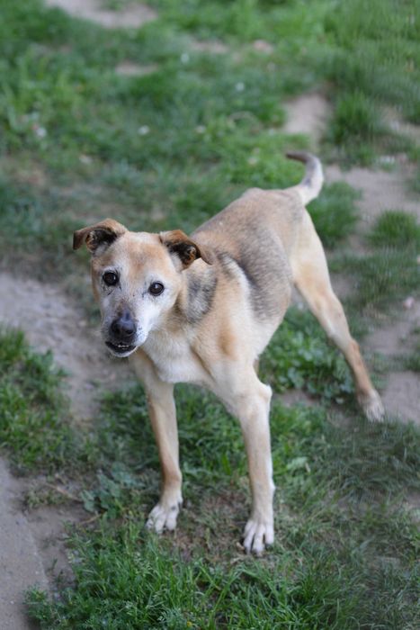 Pino – starszy psiak potrzebujący cierpliwości i miłości